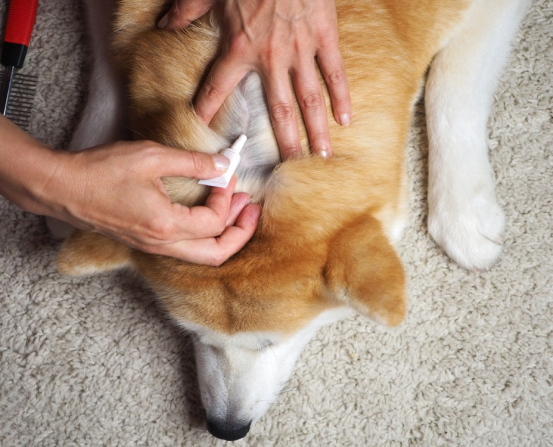 tick initial treatment